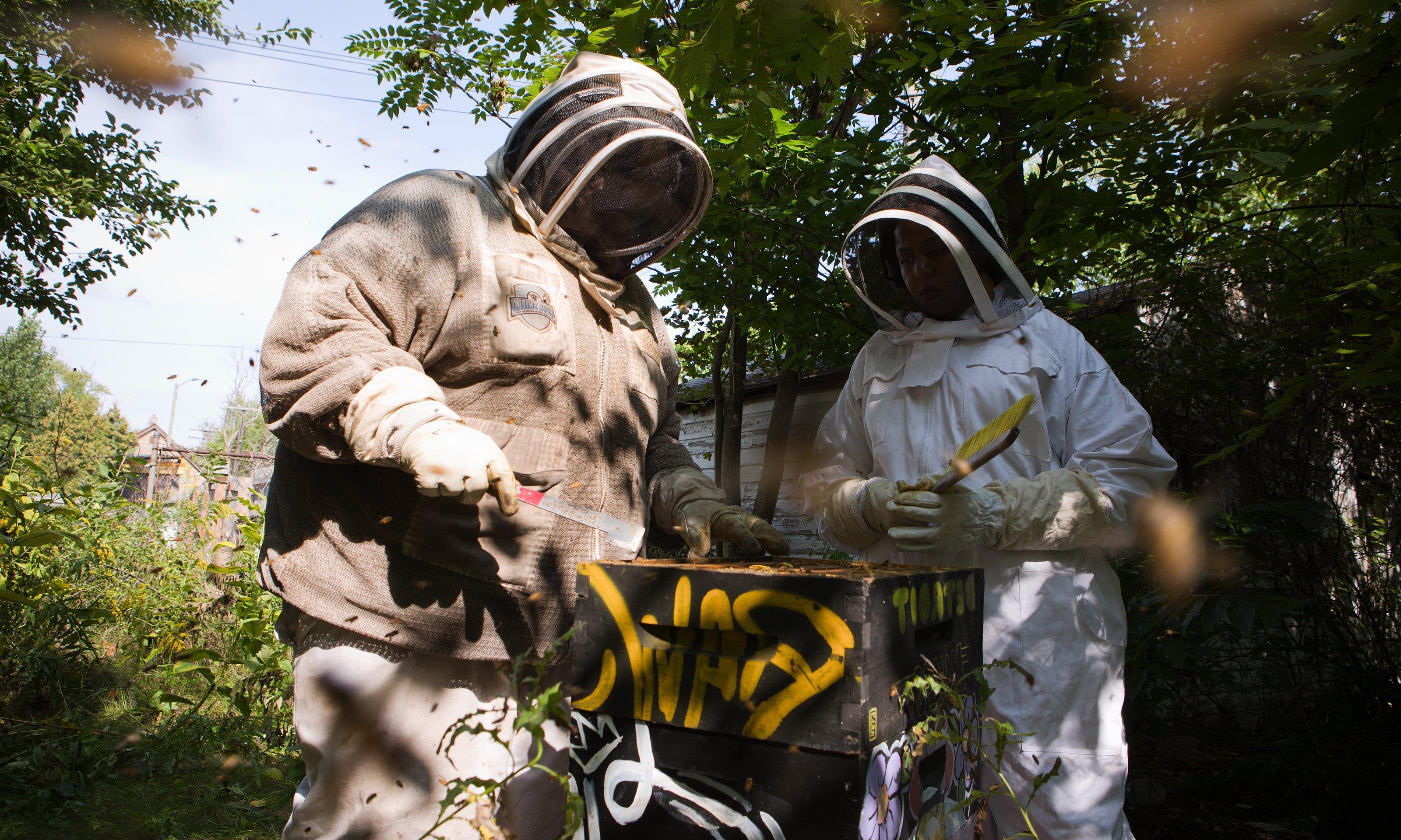 Two people working on a beehive