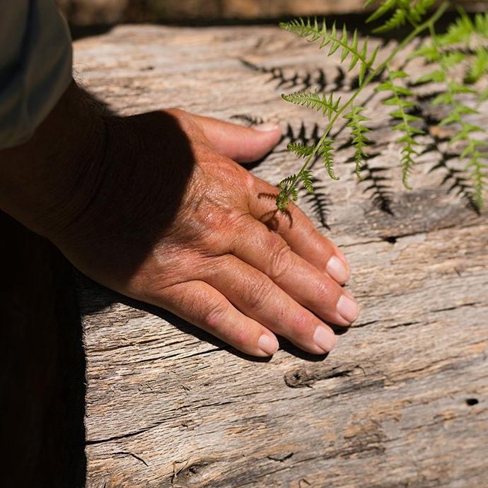 Hand on tree, fern